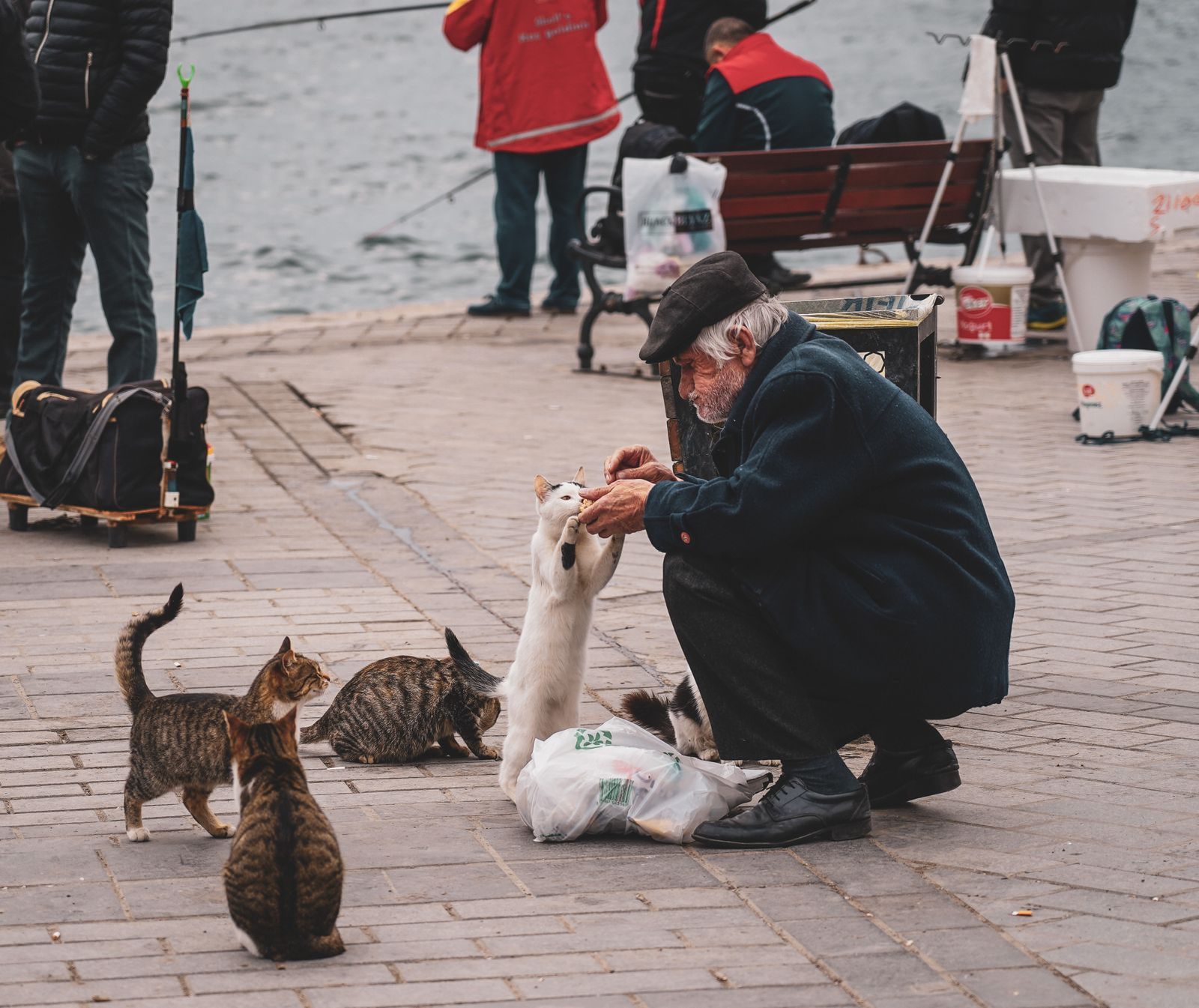 An older caretaker crouching to feed a small colony of street cats on a waterfront promenade