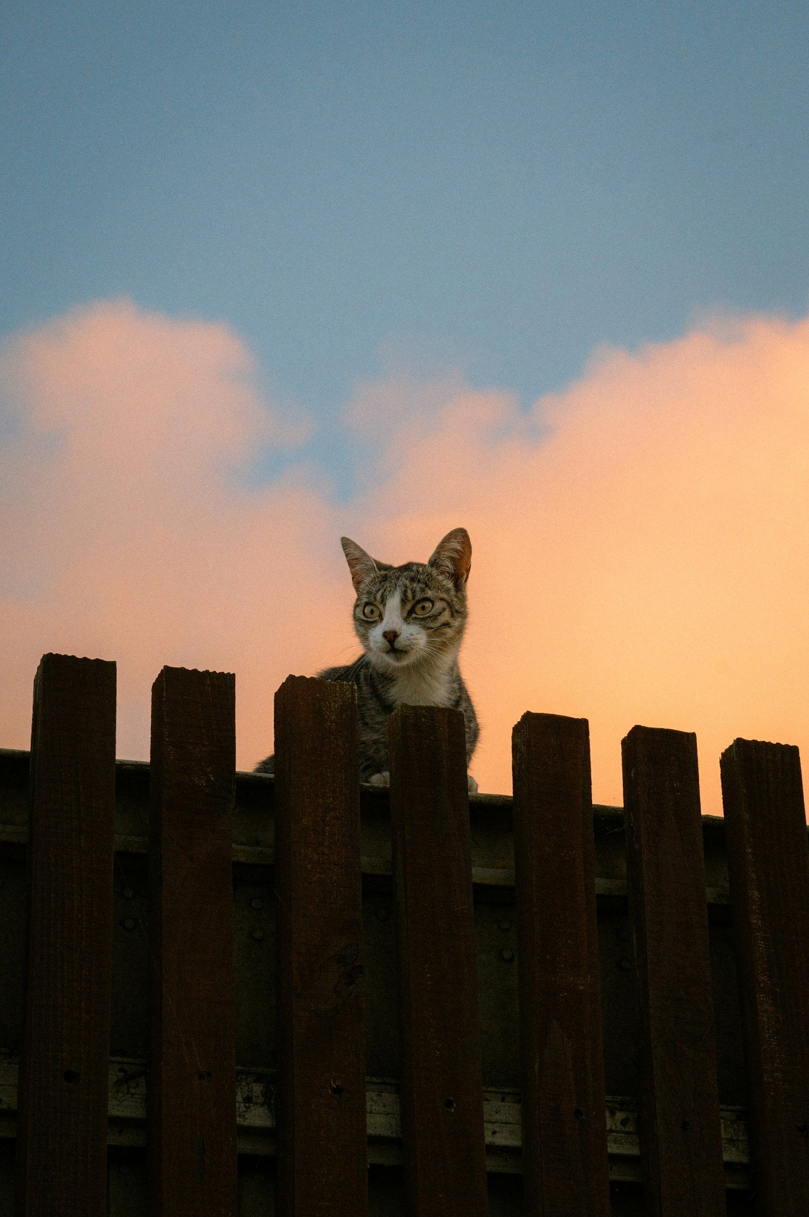 A young tabby-and-white cat peering over a wooden fence at sunset