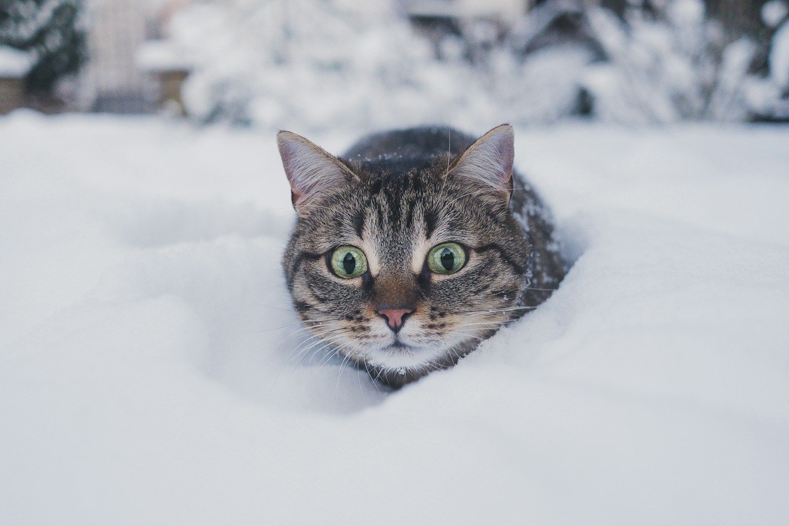 A tabby cat crouched in deep snow, looking straight at the camera
